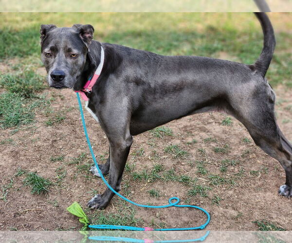 Medium Photo #37 Blue Lacy-Unknown Mix Puppy For Sale in Rosenberg, TX, USA