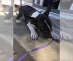 Small #2 Bull Terrier
