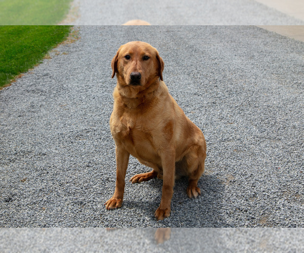Medium Photo #1 Labrador Retriever Puppy For Sale in MILLERSBURG, OH, USA