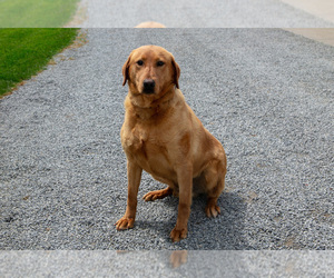 Father of the Labrador Retriever puppies born on 03/28/2025