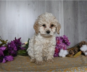 Cockapoo Puppy for sale in DRESDEN, OH, USA