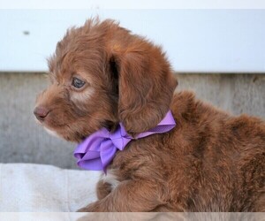 Miniature Labradoodle Puppy for sale in NILES, MI, USA