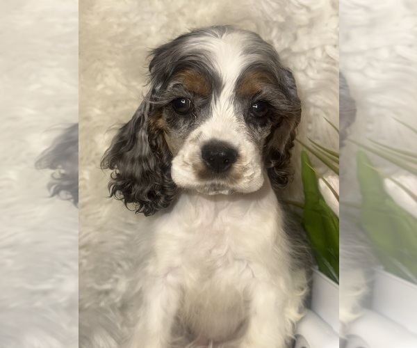 Medium Photo #4 Cocker Spaniel Puppy For Sale in HESPERIA, CA, USA