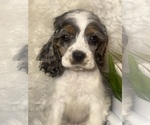 Small #3 Cocker Spaniel