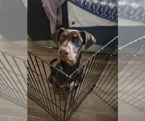 Medium Photo #3 Doberman Pinscher-Unknown Mix Puppy For Sale in Minneaoplis, MN, USA