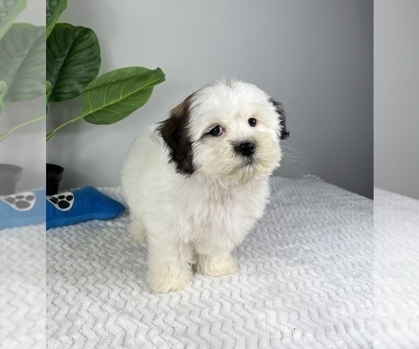Medium Photo #6 Zuchon Puppy For Sale in FRANKLIN, IN, USA