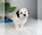 Small Photo #6 Zuchon Puppy For Sale in FRANKLIN, IN, USA