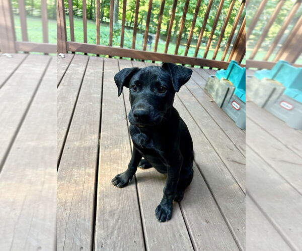 Medium Photo #7 Labrador Retriever-Unknown Mix Puppy For Sale in Mooresville, NC, USA