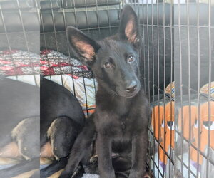 German Shepherd Dog Dogs for adoption in Holly Springs, NC, USA