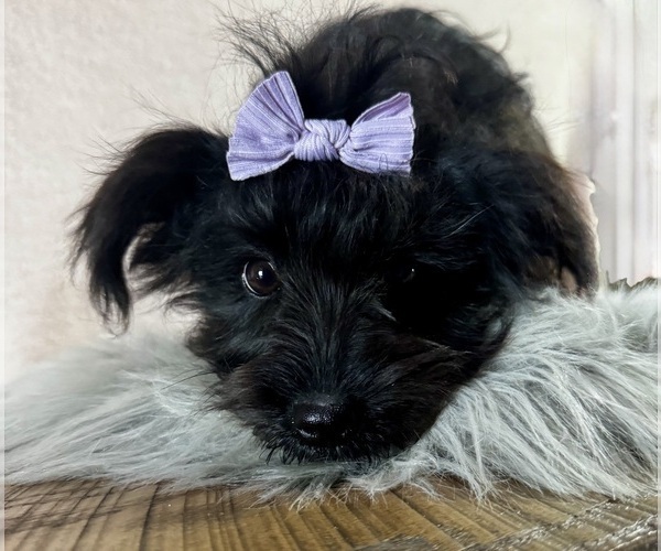 Medium Photo #2 YorkiePoo Puppy For Sale in NAPPANEE, IN, USA