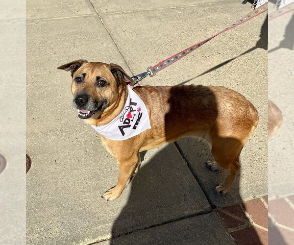 Medium Photo #4 Labrador Retriever-Unknown Mix Puppy For Sale in Mooresville, NC, USA