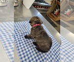 Small #3 Mastiff