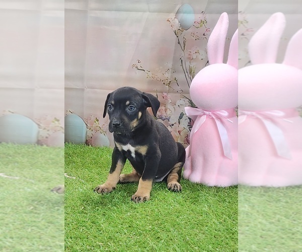 Medium Photo #11 Catahoula Leopard Dog Puppy For Sale in CUMBY, TX, USA