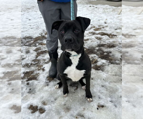 Medium Photo #6 Mutt Puppy For Sale in Evansville, IN, USA