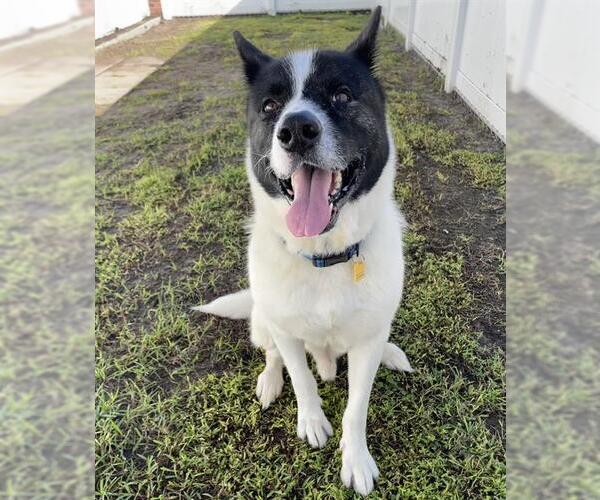 Medium Photo #1 Akita-Unknown Mix Puppy For Sale in Palmetto, FL, USA
