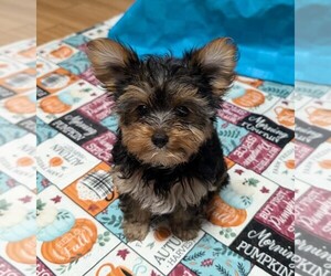 Yorkshire Terrier Puppy for Sale in MILLBROOK, Alabama USA