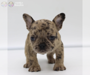 French Bulldog Puppy for sale in BOSTON, MA, USA