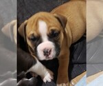 Small Photo #4 Olde English Bulldogge Puppy For Sale in CANTON, TX, USA