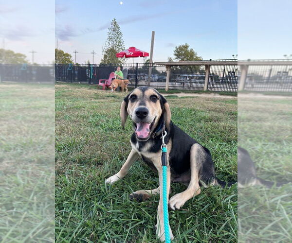 Medium Photo #5 Coonhound-Golden Retriever Mix Puppy For Sale in Aurora, IN, USA
