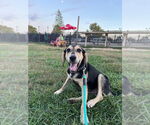 Small Photo #5 Coonhound-Golden Retriever Mix Puppy For Sale in Aurora, IN, USA