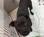 Small American Pit Bull Terrier
