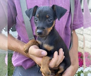 Doberman Pinscher-Miniature Pinscher Mix Puppy for sale in GLOUSTER, OH, USA