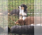Small Photo #16 Australian Shepherd Puppy For Sale in GILMER, TX, USA