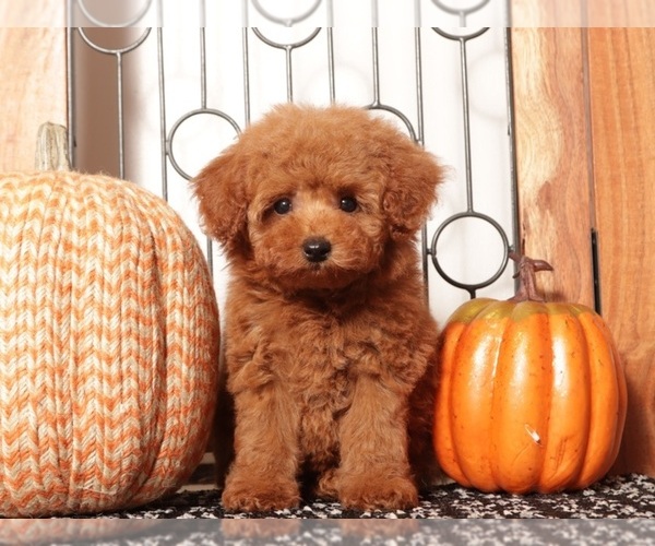 Medium Photo #3 Poodle (Miniature) Puppy For Sale in NAPLES, FL, USA