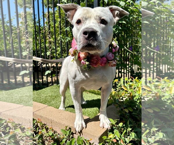 Medium Photo #12 American Pit Bull Terrier-Unknown Mix Puppy For Sale in Redlands, CA, USA
