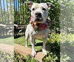 Small #11 American Pit Bull Terrier Mix