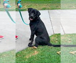 Small #3 Labrador Retriever Mix