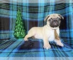 Small #2 Pug