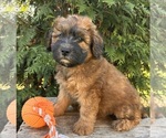 Image preview for Ad Listing. Nickname: Teddy