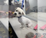 Small #3 Maltese Mix