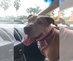 Small #1 American Staffordshire Terrier