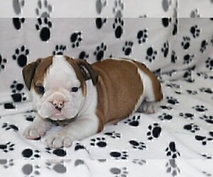 English Bulldog Puppy for sale in MEDINA, WA, USA
