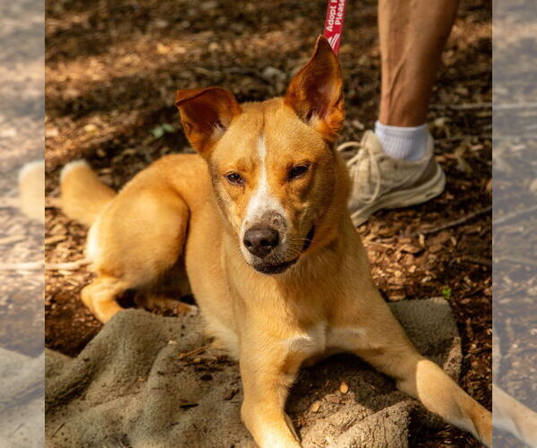 Medium Photo #3 Mutt Puppy For Sale in Canton, CT, USA