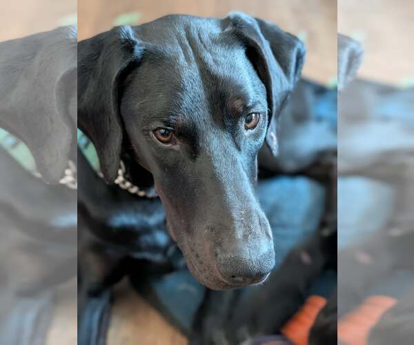 Medium Photo #11 Doberman Pinscher Puppy For Sale in Buffalo, MN, USA