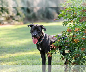 Plato - Male Mutt Dog for Adoption - Photo #4