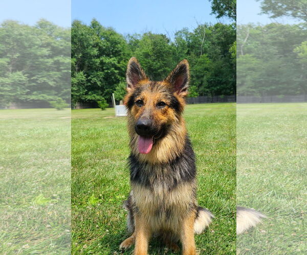 Medium Photo #2 German Shepherd Dog-Unknown Mix Puppy For Sale in Columbus, IN, USA
