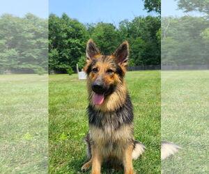 Eliska - Female German Shepherd Dog-Unknown Mix Dog for Adoption - Photo #2