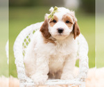 Puppy Doodle Goldendoodle (Miniature)