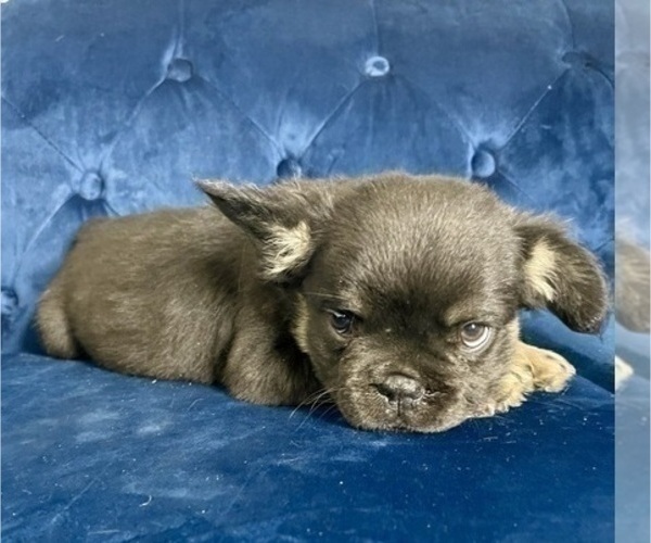 Medium Photo #1 French Bulldog Puppy For Sale in BLOOMINGTON, IN, USA