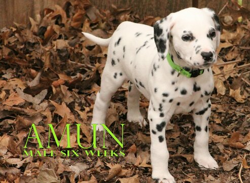 Medium Photo #8 Dalmatian Puppy For Sale in ENID, OK, USA