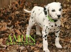 Small Photo #8 Dalmatian Puppy For Sale in ENID, OK, USA