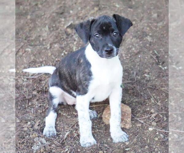 Medium Photo #10 Jack Russell Terrier-Unknown Mix Puppy For Sale in San Diego, CA, USA