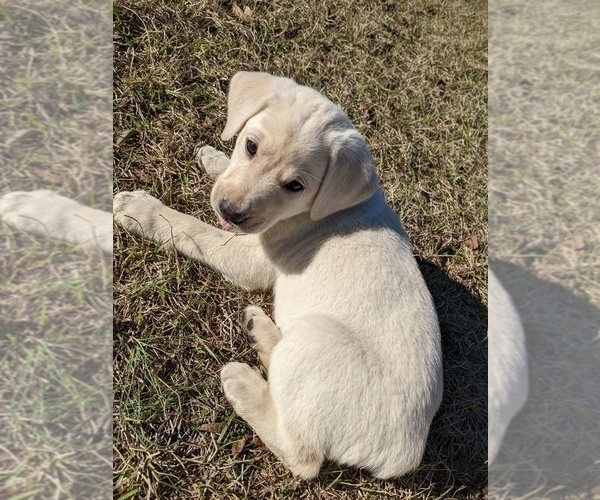 Medium Photo #1 Labrador Retriever Puppy For Sale in WAGENER, SC, USA