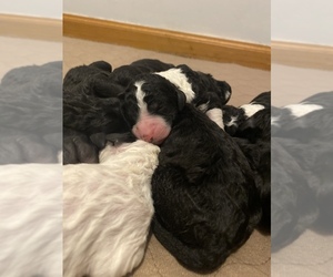 Sheepadoodle Puppy for sale in CLIFTON, WI, USA