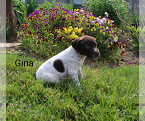 German Shorthaired Pointer Puppy for sale in RAGERSVILLE, OH, USA