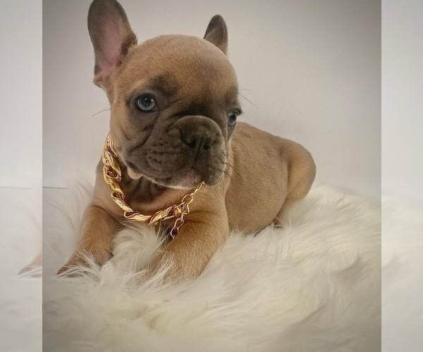 Medium Photo #2 French Bulldog Puppy For Sale in NEW MILFORD, CT, USA